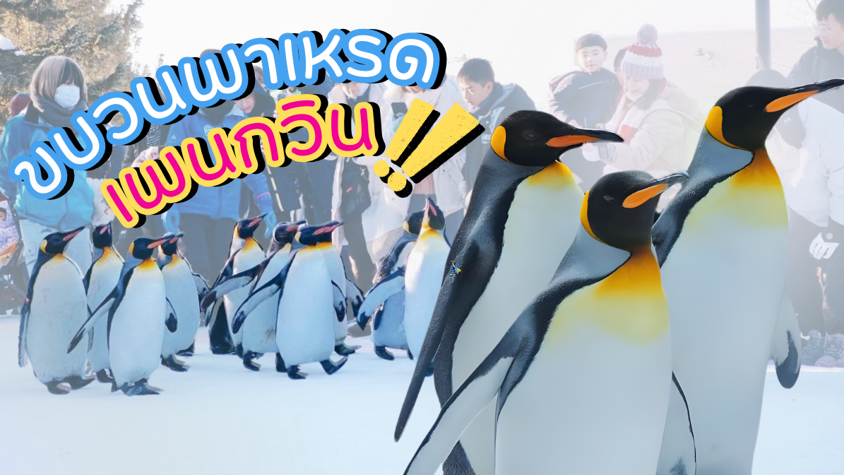 ขบวนพาเหรดเพนกวิน (Penguin Walk) ไฮไลต์ฤดูหนาวที่สวนสัตว์อาซาฮิยามะ – ฮอกไกโด