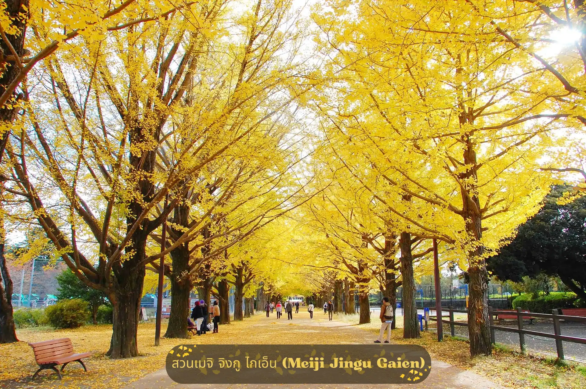 สวน “เมจิ จิงกู ไกเอ็น (Meiji Jingu Gaien)”