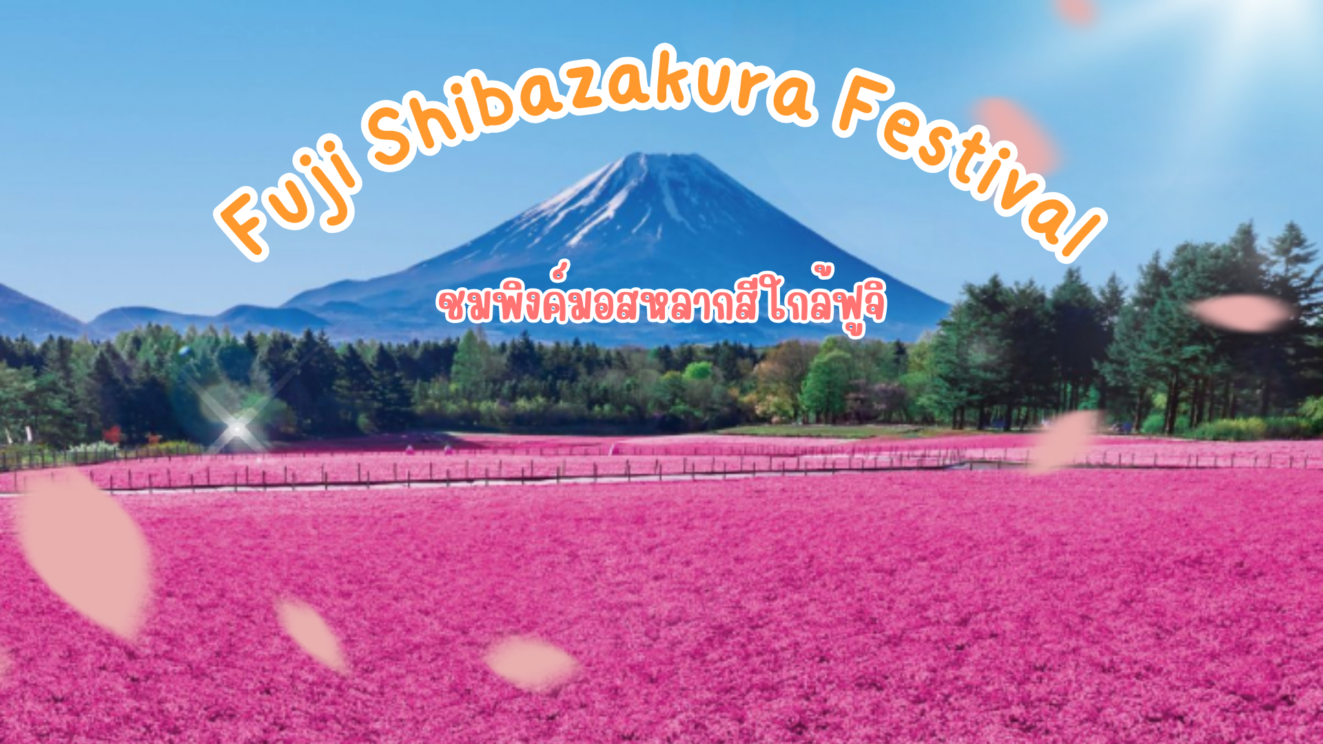 เทศกาลฟูจิชิบะซากุระ (Fuji Shibasakura Festival)