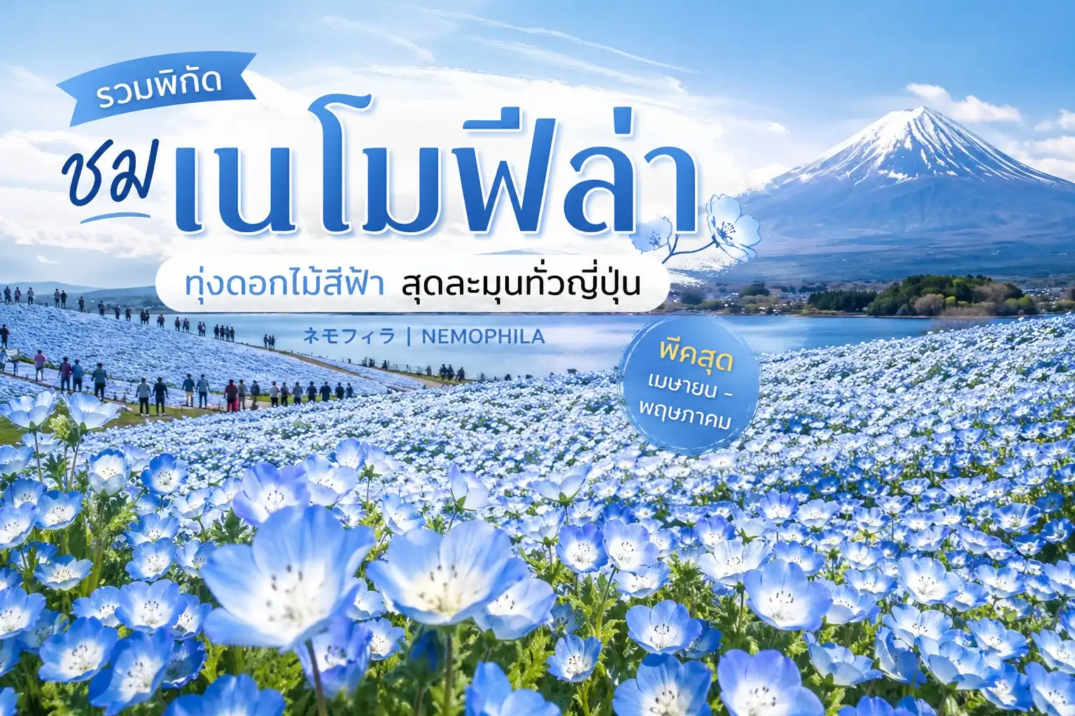 รวมพิกัดชม “เนโมฟิล่า” ญี่ปุ่น ทุ่งดอกไม้สีฟ้าที่ต้องไปให้ได้สักครั้ง