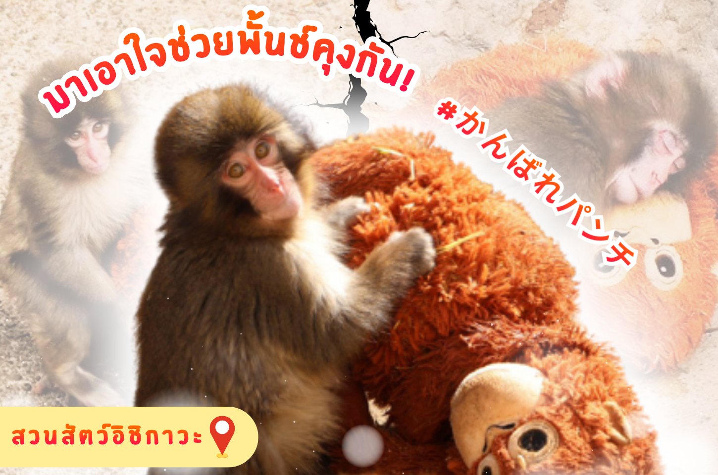 ทำความรู้จักพั้นช์คุง ลูกลิงกังตัวน้อยแห่งอิจิคาวะ!