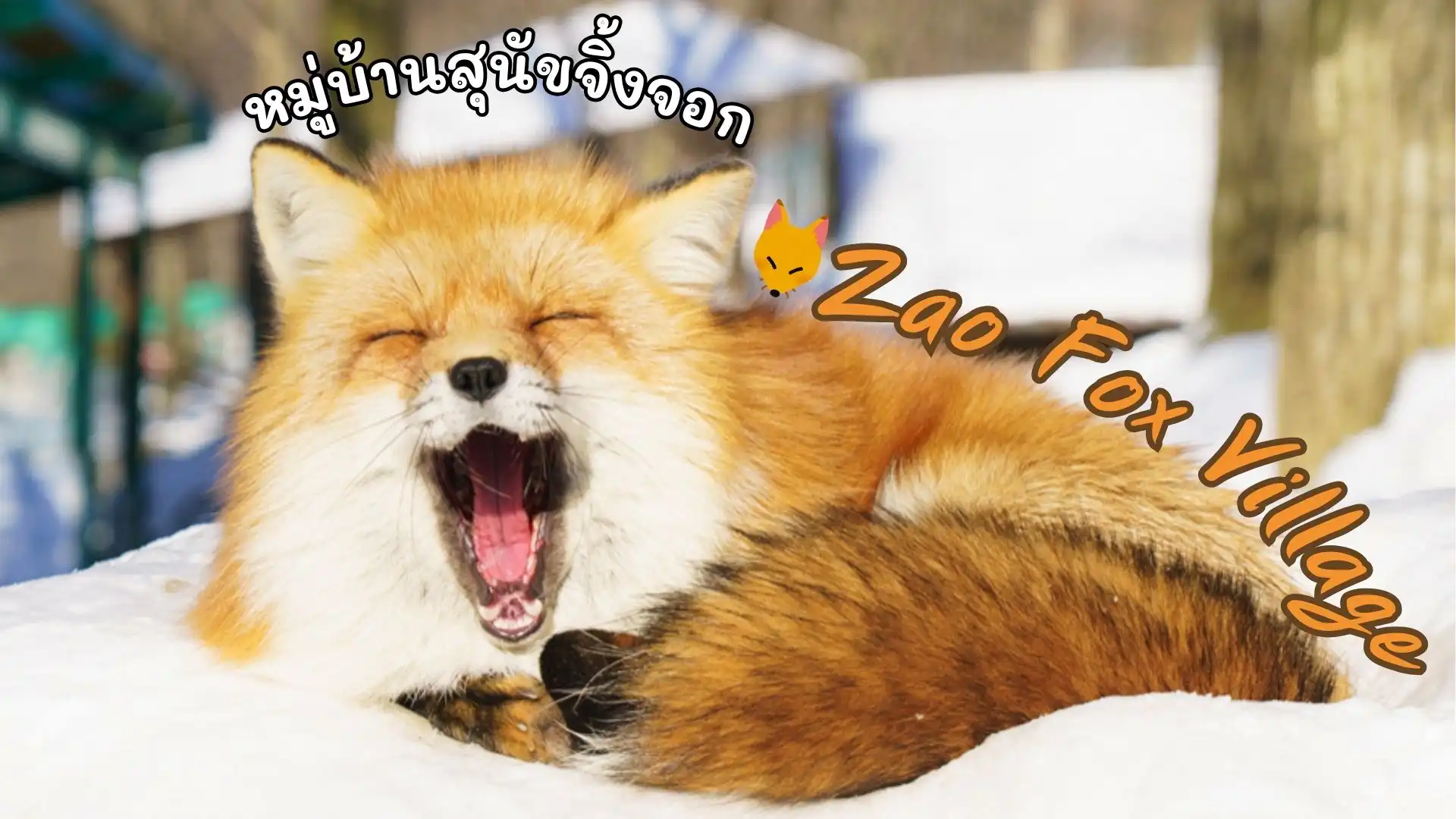 สัมผัสความน่ารักสุดนุ่มฟูที่ หมู่บ้านจิ้งจอกซาโอะ