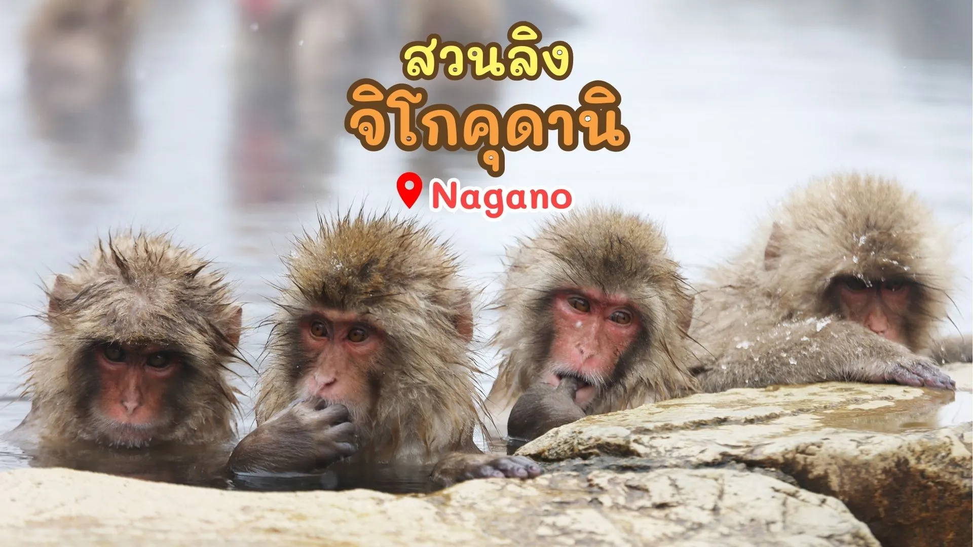 ลิงแช่ออนเซ็นท่ามกลางหิมะ