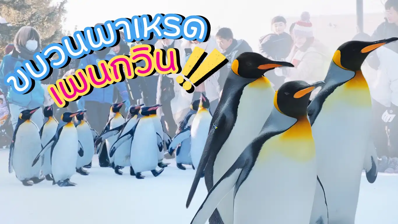 ขบวนพาเหรดเพนกวิน (Penguin Walk) ไฮไลต์ฤดูหนาวที่สวนสัตว์อาซาฮิยามะ – ฮอกไกโด